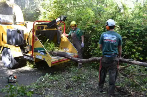 tree services Glen Ellen